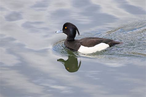 Bq A Fuligule Morillon Aythya Fuligula Tufted Duck Patrick