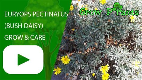 Euryops Pectinatus Bush Daisy Grow And Care Plant Information Climate Hardiness Zone Uses