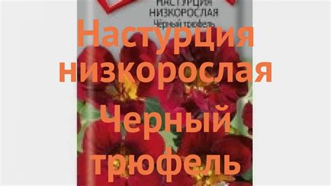 Настурция низкорослая Черный трюфель 🌿 обзор: как сажать, семена ...