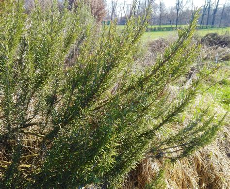 Viso Fresco Con Il Rosmarino Rugiada Di Mare Growbellis