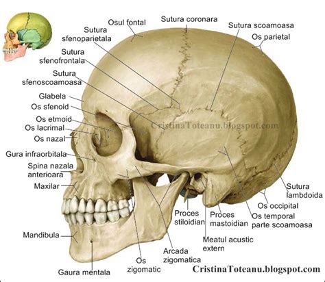 Dr. Cristina Toteanu: ANATOMIA CORPULUI UMAN -IMAGINI - CORPUL UMAN