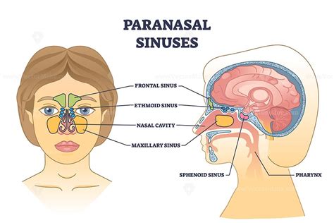 Paranasal Sinuses Location With Nasal Cavity Structure Anatomy Outline