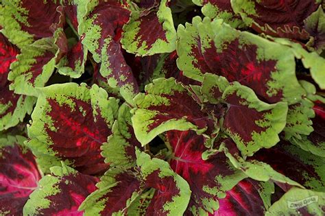 Колеус блюма Конг Ред (Coleus blumei Kong Red) - описание сорта, фото ...