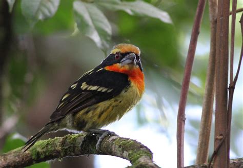 Gilded Barbet Cerro Urania Mit Vaup S Colombia Ian Davies Flickr