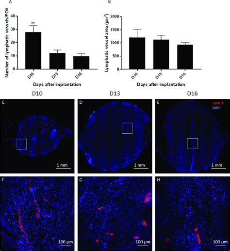 Lymphatic Tumor Vascularization Density And Area A Time Related