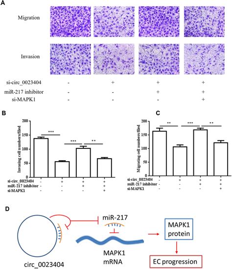 Circ 0023404 Promotes Migration And Invasion Of Endometrial Cancers