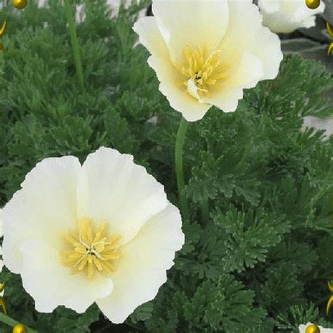 Eschscholzia Californica California Poppy White Linen Wildflower Seeds