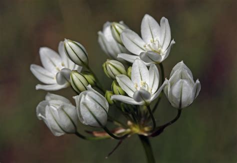 White Brodiaea White Brodiaea Triteleia Hyacinthina Ak Flickr