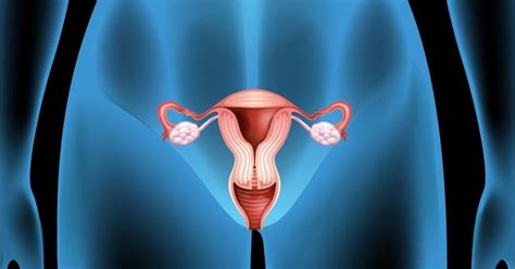 10 cosas que no sabías sobre la vagina Saber Xpress