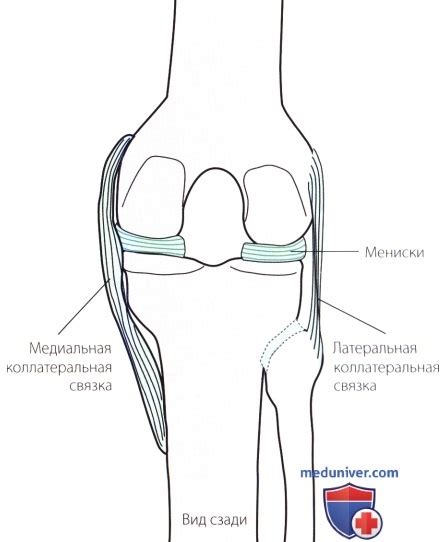 Функциональная анатомия коленного сустава