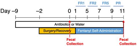 Ijms Free Full Text Antibiotic Knockdown Of Gut Bacteria Sex