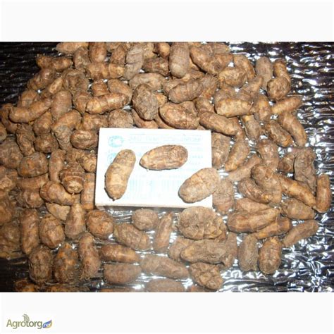 Фото к объявлению: чуфа. Земляной миндаль. Тигровый орех — Agrotorg