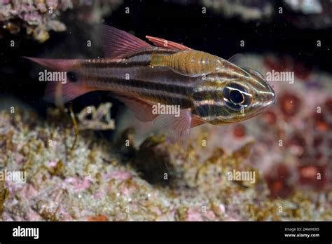 Parasitic fish isopod hi-res stock photography and images - Alamy