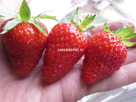 Фото Клубника и земклуника 2019 - Цунаки, Мара де Буа, Тоскана, Купчиха