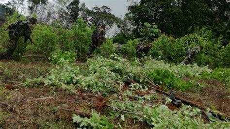 M S De Mil Matas De Hoja De Coca Han Sido Erradicadas En Lo Ltimos