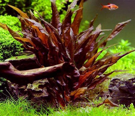 Cryptocoryne Undulatus Red Aquatics World