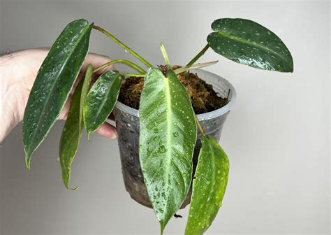 Philodendron Spiritus Sancti