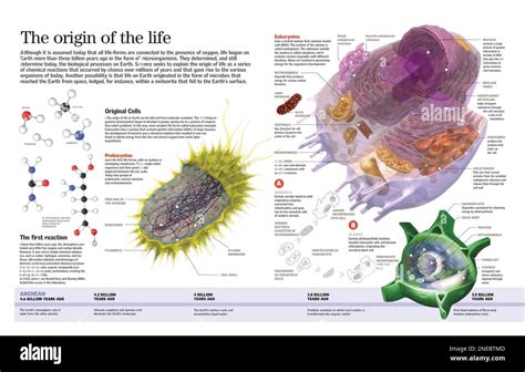 Infographic of the first forms of life on Earth, 4.500 million years ...