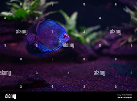 Blue Discus Symphysodon Aequifasciatus Freshwater Fish Stock Photo