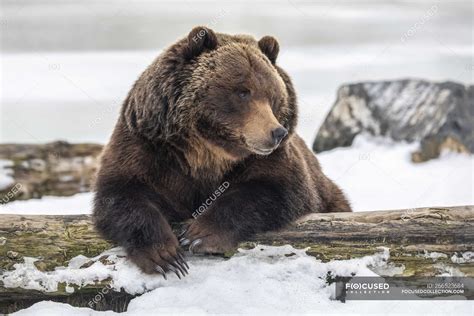 Grizzly bear in the snow at wild nature — beautiful, outdoors - Stock ...