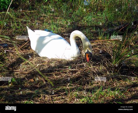 White swan building nest Stock Photo - Alamy