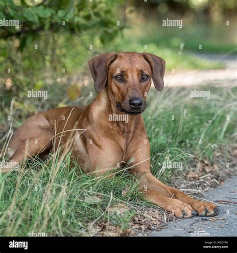 Rhodesian ridgeback male dog fotografías e imágenes de alta resolución