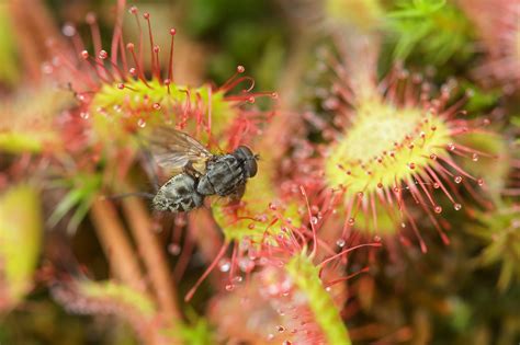 Plantas carnívoras: Conheça algumas curiosidades e espécies comuns