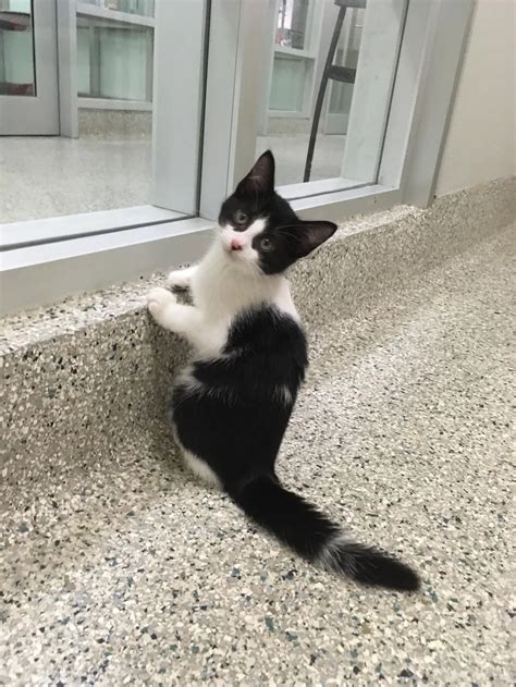 When you find out you’re getting adopted | Scrolller