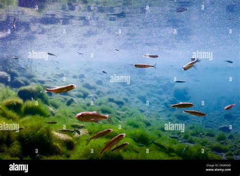 Fishes in natural habitat, Freshwater fishes underwater Stock Photo - Alamy