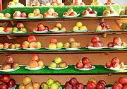 categoryheirloom apples wikimedia commons