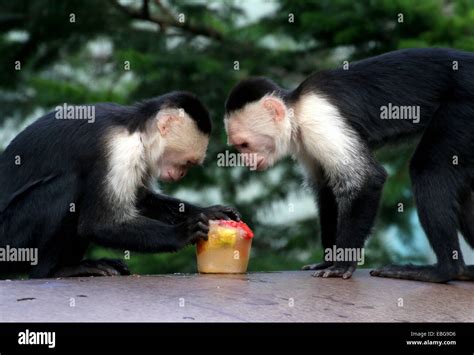 Two White Headed Capuchin Monkeys Cebus Capucinus Enjoying Frozen