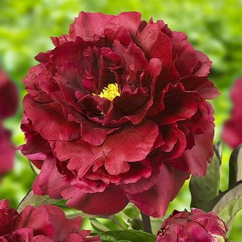 Peony Black Beauty (Herbaceus) Pedir online en España directamente ...