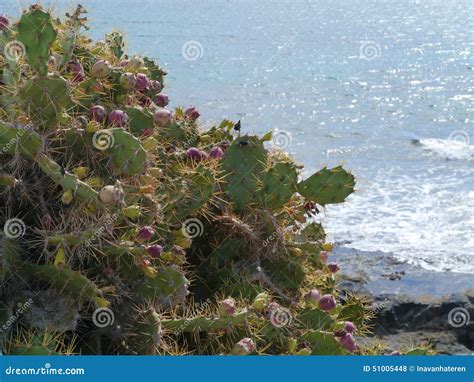 El Cactus Del Higo Chumbo O De La Paleta Foto De Archivo Imagen De