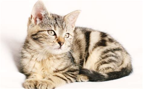 11 Popular Striped Cat Breeds