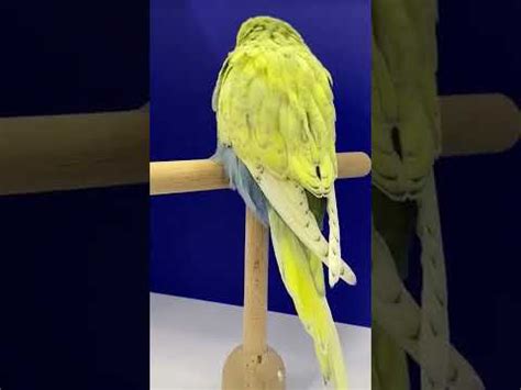 Espectacular periquito inglés exhibition budgie shorts YouTube