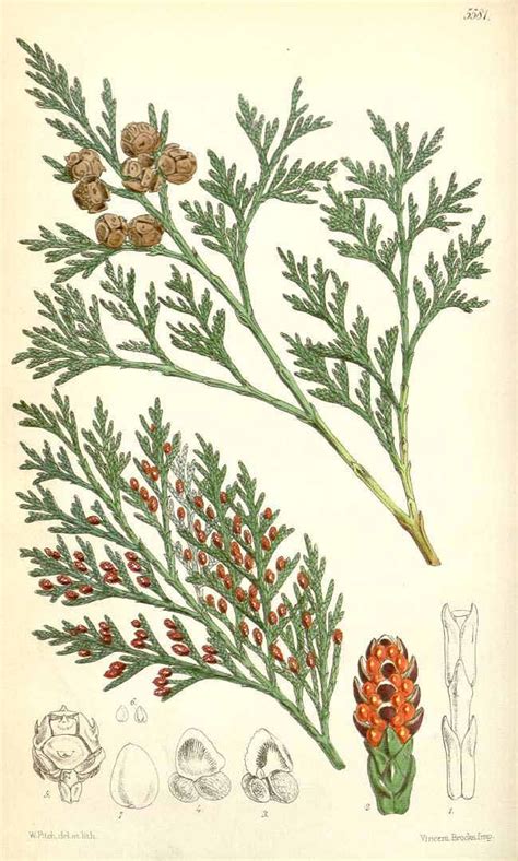 Chamaecyparis lawsoniana, Lawson's Cypress | Botanical illustration ...