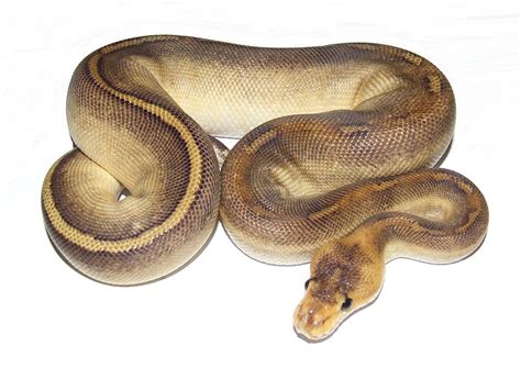 Morph List - World of Ball Pythons