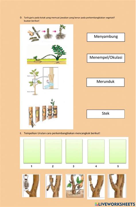 2111346 Perkembangbiakan Generatif Dan Vegetatif Pada