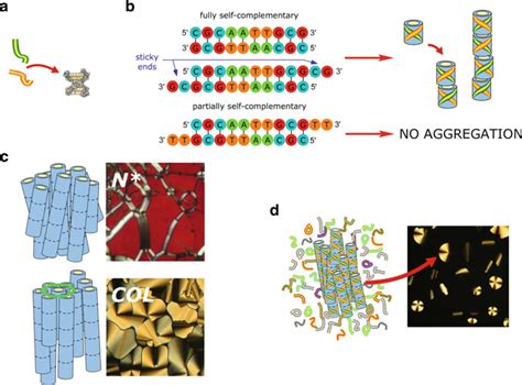 Schematic Representation Of Short Dna Self Assembly Stages A Pairing Download Scientific