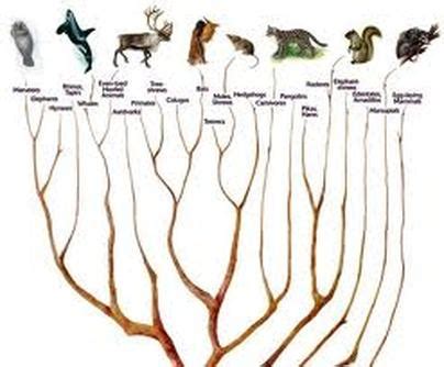 Evolution Of Early Mammals! - Early Mammals