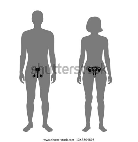 Woman Vagina Nude Over Royalty Free Licensable Stock Vectors Vector Art Shutterstock