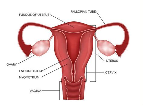 Natural Fertility Signs Uterus And Ovaries Female Reproductive System