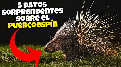 Datos Sorprendentes Sobre El Puercoesp N Youtube