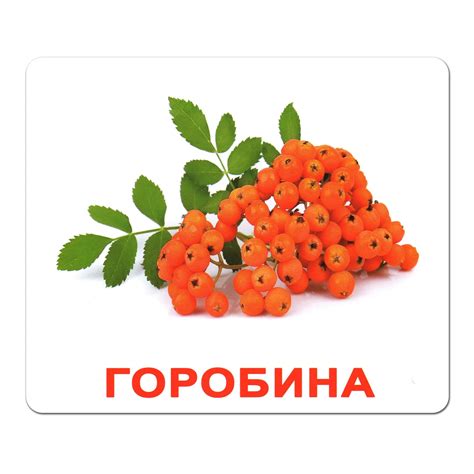 Карточки Домана "Ягоды" на укр. Вундеркинд с пеленок | Карточки Домана