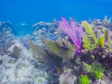 Looe Key Diving | Captain Hook's Looe Key Reef Adventures