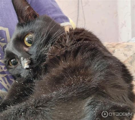 Отзыв о Заменитель кошачьего молока Royal Canin Babycat Milk ...