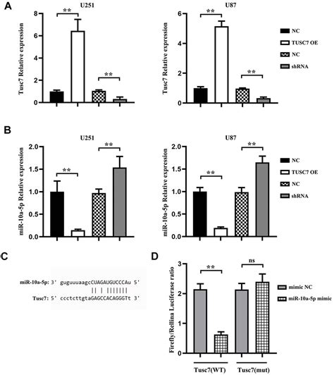 Lncrna Tusc Sponges Mir A P And Inhibits Bdnf Erk Pathway To