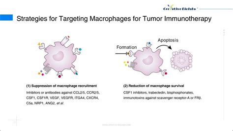 Macrophages As Targets In Cancer Immunotherapy Creative Biolabs Youtube