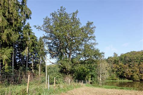 Eiche Am Gronauer Klosterweiher Bei Egenroth Monumentale Eichen Von