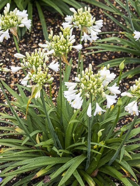 Agapanthe Ever White Agapanthus Ever White Le Jardin Du Pic Vert